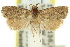  ( - 11ANIC-12897)  @11 [ ] CreativeCommons - Attribution (2011) ANIC/CBG Photography Group Centre for Biodiversity Genomics