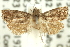  ( - 11ANIC-12898)  @11 [ ] CreativeCommons - Attribution (2011) ANIC/CBG Photography Group Centre for Biodiversity Genomics