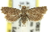  ( - 11ANIC-12899)  @11 [ ] CreativeCommons - Attribution (2011) ANIC/CBG Photography Group Centre for Biodiversity Genomics