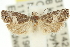  ( - 11ANIC-12910)  @13 [ ] CreativeCommons - Attribution (2011) ANIC/CBG Photography Group Centre for Biodiversity Genomics