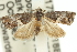  ( - 11ANIC-12911)  @13 [ ] CreativeCommons - Attribution (2011) ANIC/CBG Photography Group Centre for Biodiversity Genomics