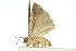  ( - 11ANIC-12913)  @12 [ ] CreativeCommons - Attribution (2011) ANIC/CBG Photography Group Centre for Biodiversity Genomics