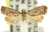  ( - 11ANIC-12920)  @13 [ ] CreativeCommons - Attribution (2011) ANIC/CBG Photography Group Centre for Biodiversity Genomics