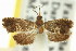  ( - 11ANIC-12962)  @11 [ ] CreativeCommons - Attribution (2011) ANIC/CBG Photography Group Centre for Biodiversity Genomics