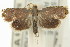  (Laspeyresia1 cyanosticha - 11ANIC-12982)  @13 [ ] CreativeCommons - Attribution (2011) ANIC/CBG Photography Group Centre for Biodiversity Genomics