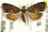  ( - 11ANIC-12994)  @11 [ ] CreativeCommons - Attribution (2011) ANIC/CBG Photography Group Centre for Biodiversity Genomics