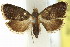  ( - 11ANIC-12995)  @11 [ ] CreativeCommons - Attribution (2011) ANIC/CBG Photography Group Centre for Biodiversity Genomics