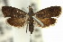  ( - 11ANIC-12997)  @11 [ ] CreativeCommons - Attribution (2011) ANIC/CBG Photography Group Centre for Biodiversity Genomics