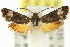  ( - 11ANIC-13010)  @12 [ ] CreativeCommons - Attribution (2011) ANIC/CBG Photography Group Centre for Biodiversity Genomics