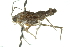  ( - 11ANIC-13017)  @12 [ ] CreativeCommons - Attribution (2011) ANIC/CBG Photography Group Centre for Biodiversity Genomics
