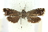  ( - 11ANIC-13018)  @13 [ ] CreativeCommons - Attribution (2011) ANIC/CBG Photography Group Centre for Biodiversity Genomics