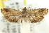  ( - 11ANIC-13024)  @11 [ ] CreativeCommons - Attribution (2011) ANIC/CBG Photography Group Centre for Biodiversity Genomics