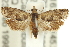  (Acanthoclita sp. ANIC1 - 11ANIC-13025)  @13 [ ] CreativeCommons - Attribution (2011) ANIC/CBG Photography Group Centre for Biodiversity Genomics