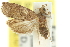  ( - 11ANIC-13028)  @13 [ ] CreativeCommons - Attribution (2011) ANIC/CBG Photography Group Centre for Biodiversity Genomics