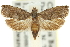  ( - 11ANIC-13029)  @15 [ ] CreativeCommons - Attribution (2011) ANIC/CBG Photography Group Centre for Biodiversity Genomics