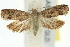  ( - 11ANIC-13035)  @15 [ ] CreativeCommons - Attribution (2011) ANIC/CBG Photography Group Centre for Biodiversity Genomics