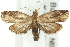  ( - 11ANIC-13036)  @15 [ ] CreativeCommons - Attribution (2011) ANIC/CBG Photography Group Centre for Biodiversity Genomics