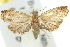  ( - 11ANIC-13037)  @15 [ ] CreativeCommons - Attribution (2011) ANIC/CBG Photography Group Centre for Biodiversity Genomics