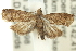  ( - 11ANIC-13038)  @15 [ ] CreativeCommons - Attribution (2011) ANIC/CBG Photography Group Centre for Biodiversity Genomics