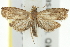 ( - 11ANIC-13039)  @15 [ ] CreativeCommons - Attribution (2011) ANIC/CBG Photography Group Centre for Biodiversity Genomics