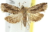  ( - 11ANIC-13041)  @11 [ ] CreativeCommons - Attribution (2011) ANIC/CBG Photography Group Centre for Biodiversity Genomics