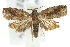  ( - 11ANIC-13042)  @15 [ ] CreativeCommons - Attribution (2011) ANIC/CBG Photography Group Centre for Biodiversity Genomics