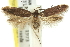  (Macrobathra isoscelana - 11ANIC-13076)  @14 [ ] CreativeCommons - Attribution (2011) ANIC/CBG Photography Group Centre for Biodiversity Genomics
