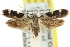  ( - 11ANIC-13093)  @14 [ ] CreativeCommons - Attribution (2011) ANIC/CBG Photography Group Centre for Biodiversity Genomics