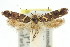  ( - 11ANIC-13118)  @14 [ ] CreativeCommons - Attribution (2011) ANIC/CBG Photography Group Centre for Biodiversity Genomics