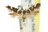 ( - 11ANIC-13142)  @13 [ ] CreativeCommons - Attribution (2011) ANIC/CBG Photography Group Centre for Biodiversity Genomics
