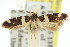  ( - 11ANIC-13148)  @11 [ ] CreativeCommons - Attribution (2011) ANIC/CBG Photography Group Centre for Biodiversity Genomics