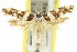  ( - 11ANIC-13157)  @11 [ ] CreativeCommons - Attribution (2011) ANIC/CBG Photography Group Centre for Biodiversity Genomics