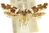  ( - 11ANIC-13181)  @11 [ ] CreativeCommons - Attribution (2011) ANIC/CBG Photography Group Centre for Biodiversity Genomics