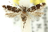  ( - 11ANIC-13234)  @11 [ ] CreativeCommons - Attribution (2011) ANIC/CBG Photography Group Centre for Biodiversity Genomics