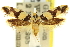  ( - 11ANIC-13253)  @13 [ ] CreativeCommons - Attribution (2011) ANIC/CBG Photography Group Centre for Biodiversity Genomics