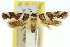  ( - 11ANIC-13258)  @11 [ ] CreativeCommons - Attribution (2011) ANIC/CBG Photography Group Centre for Biodiversity Genomics