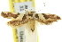  ( - 11ANIC-13262)  @13 [ ] CreativeCommons - Attribution (2011) ANIC/CBG Photography Group Centre for Biodiversity Genomics