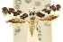  ( - 11ANIC-13289)  @11 [ ] CreativeCommons - Attribution (2011) ANIC/CBG Photography Group Centre for Biodiversity Genomics