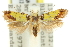  ( - 11ANIC-13311)  @14 [ ] CreativeCommons - Attribution (2011) ANIC/CBG Photography Group Centre for Biodiversity Genomics