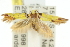 ( - 11ANIC-13313)  @13 [ ] CreativeCommons - Attribution (2011) ANIC/CBG Photography Group Centre for Biodiversity Genomics