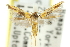  ( - 11ANIC-13347)  @11 [ ] CreativeCommons - Attribution (2011) ANIC/CBG Photography Group Centre for Biodiversity Genomics