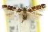  ( - 11ANIC-13495)  @11 [ ] CreativeCommons - Attribution (2011) ANIC/CBG Photography Group Centre for Biodiversity Genomics