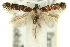  ( - 11ANIC-13497)  @11 [ ] CreativeCommons - Attribution (2011) ANIC/CBG Photography Group Centre for Biodiversity Genomics