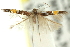  (Cosmopterix macrula - 11ANIC-13533)  @11 [ ] CreativeCommons - Attribution (2011) ANIC/CBG Photography Group Centre for Biodiversity Genomics