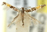  ( - 11ANIC-13535)  @11 [ ] CreativeCommons - Attribution (2011) ANIC/CBG Photography Group Centre for Biodiversity Genomics