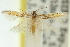  (Cosmopterix sp. ANIC2 - 11ANIC-13538)  @11 [ ] CreativeCommons - Attribution (2011) ANIC/CBG Photography Group Centre for Biodiversity Genomics