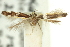  ( - 11ANIC-13556)  @13 [ ] CreativeCommons - Attribution (2011) ANIC/CBG Photography Group Centre for Biodiversity Genomics