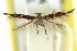  (Cosmopterix phaesphora - 11ANIC-13726)  @11 [ ] CreativeCommons - Attribution (2011) ANIC/CBG Photography Group Centre for Biodiversity Genomics
