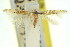  (Cosmopterix calliochra - 11ANIC-13734)  @11 [ ] CreativeCommons - Attribution (2011) ANIC/CBG Photography Group Centre for Biodiversity Genomics