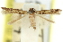  ( - 11ANIC-13787)  @11 [ ] CreativeCommons - Attribution (2011) ANIC/CBG Photography Group Centre for Biodiversity Genomics